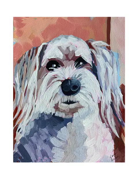 A shaggy white dog with dark eyes and a black nose.